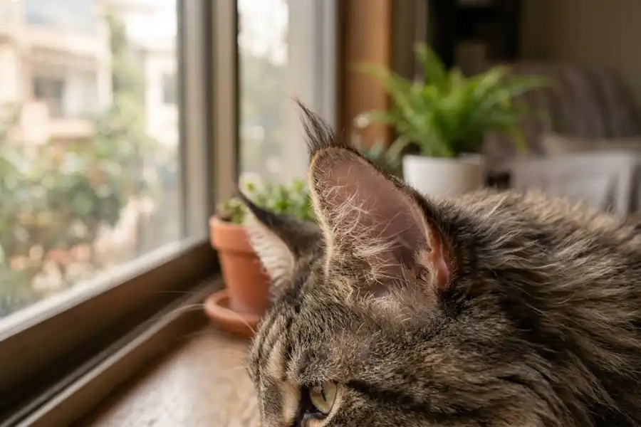 Tassel Ears Maine Coon Cattery: How to Choose One You Can Trust 10 Close-up of a Maine Coon cat's tassel ear tufts